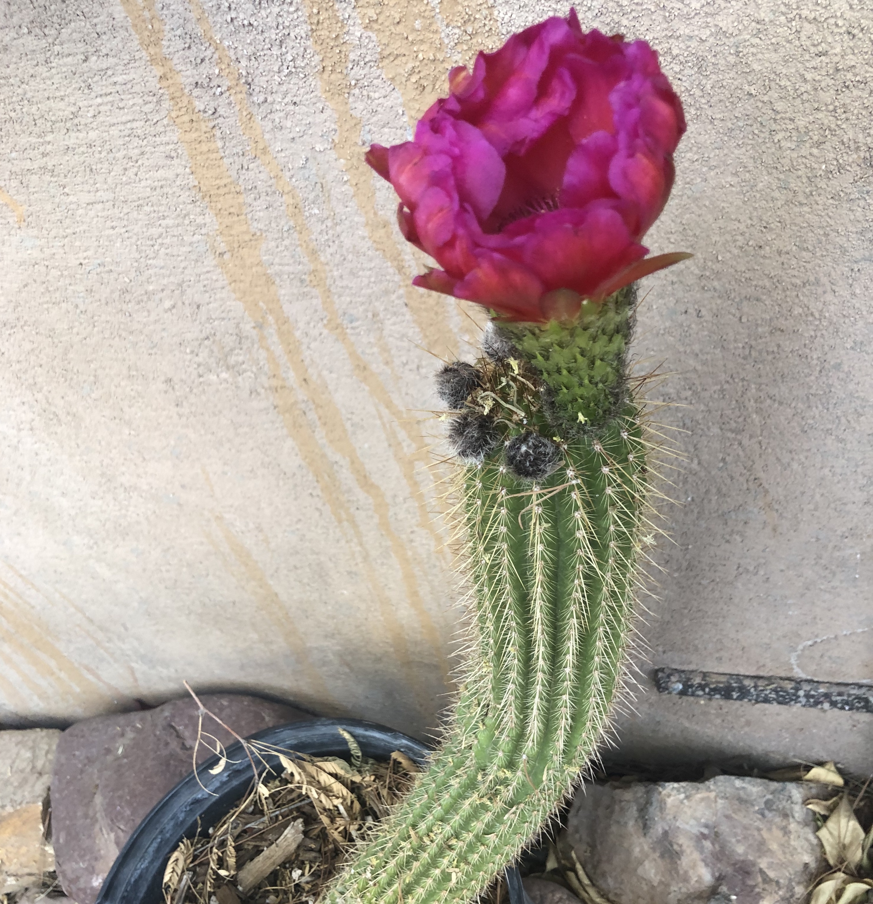 cactus-flower